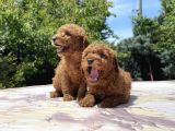 Adrese Teslim Mükemmel Toy Poodle