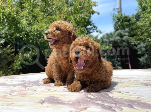 Adrese Teslim Mükemmel Toy Poodle görsel