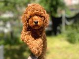 Baby Poodle