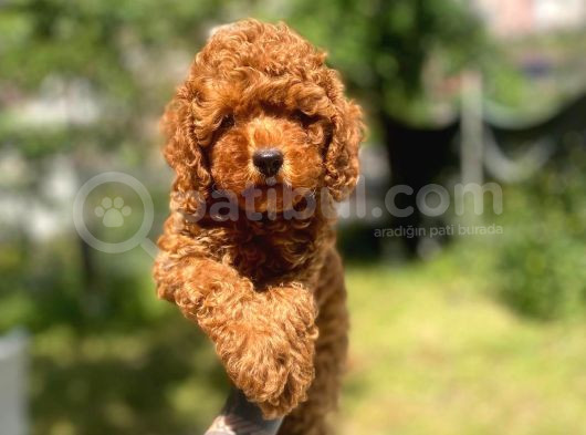 Baby Poodle görsel