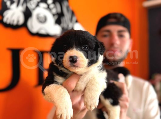 Burkem Ailesinden En Akıllı Dost Border Collie görsel
