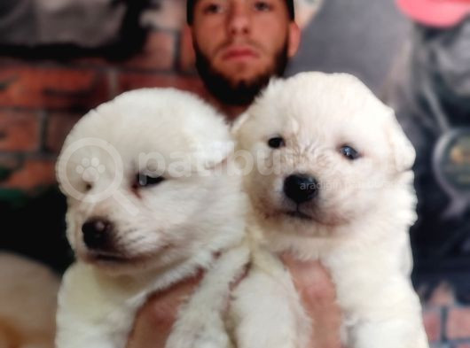 Burkem Çiftliğimizden Kar Topu  Samoyed Yavrularımız