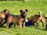 Kalitenin zirvesinden malinois belçika kurdu