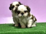 0 Burun Adrese Teslim Mükemmel Shihtzu Yavrular