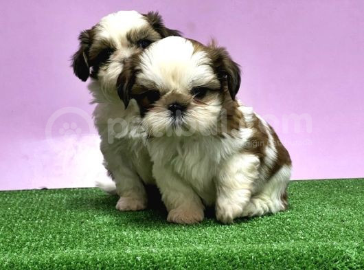 0 Burun Adrese Teslim Mükemmel Shihtzu Yavrular görsel