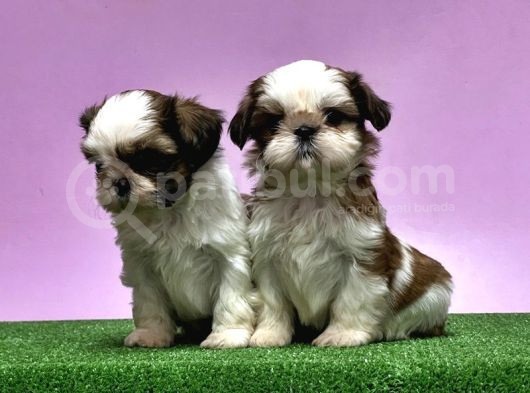 0 Burun Adrese Teslim Mükemmel Shihtzu Yavrular görsel