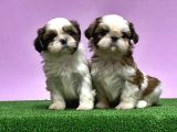 0 Burun Adrese Teslim Mükemmel Shihtzu Yavrular