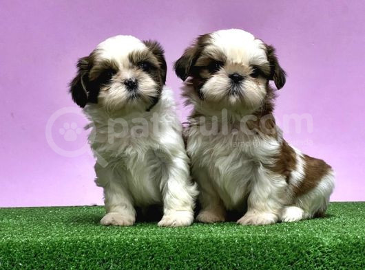 0 Burun Adrese Teslim Mükemmel Shihtzu Yavrular görsel