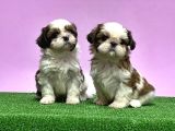 0 Burun Adrese Teslim Mükemmel Shihtzu Yavrular