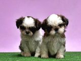 0 Burun Adrese Teslim Mükemmel Shihtzu Yavrular