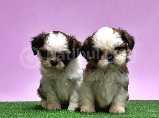 0 Burun Adrese Teslim Mükemmel Shihtzu Yavrular görsel