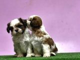 0 Burun Adrese Teslim Mükemmel Shihtzu Yavrular