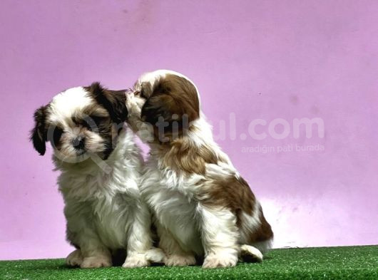 0 Burun Adrese Teslim Mükemmel Shihtzu Yavrular görsel