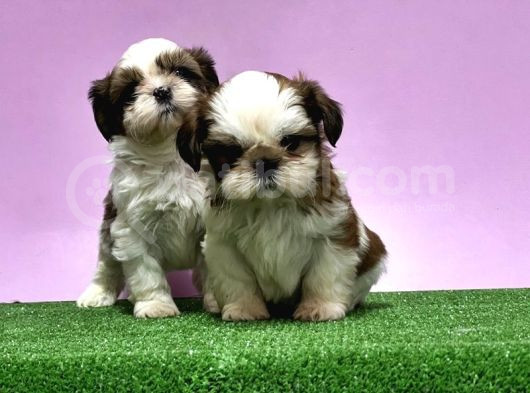 0 Burun Adrese Teslim Mükemmel Shihtzu Yavrular görsel
