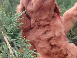 Poodle Ayarında Maltipo