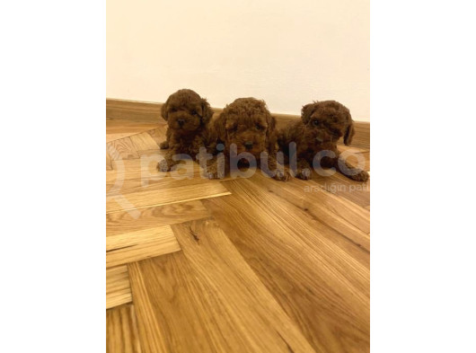 Mi̇ni̇k Erkek Di̇şi̇ Poodle Bebekleri̇m