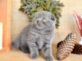 Yuvarlak Kafa Gri Scottish Fold Shorthair