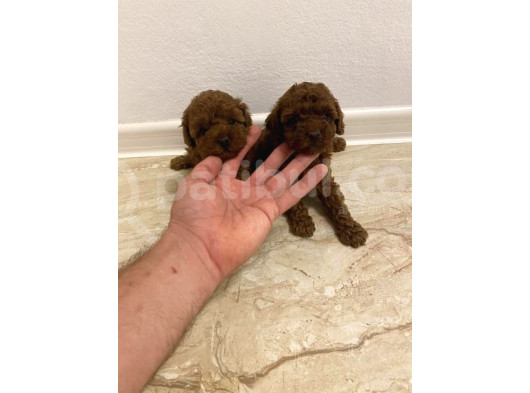 Mi̇ni̇k Erkek Di̇şi̇ Poodle Bebekleri̇m görsel