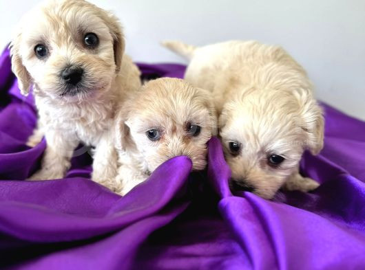 Poodle Ayarında Maltipo görsel
