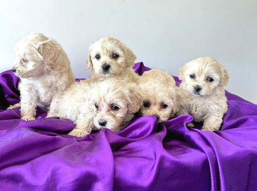 Poodle Ayarında Maltipo görsel