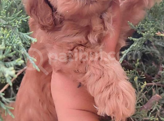 Poodle Ayarında Maltipo
