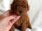 Mi̇ni̇k Erkek Di̇şi̇ Poodle Bebekleri̇m