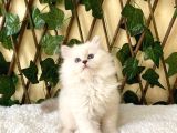 Simbat British Longhair Golden Point