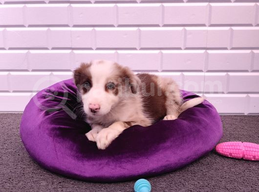 A Kalite Garantili Irk Border Collie Yavruları görsel