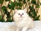 Simbat British Longhair Golden Point