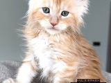 Türkiyenin Her Yerine Teslim Xxl Maine Coon