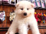 Beyaz Aslan Samoyed Bebekler Için Acele Edin