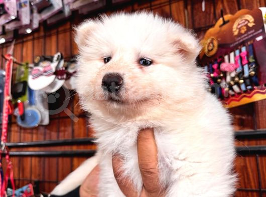 Beyaz Aslan Samoyed Bebekler Için Acele Edin görsel