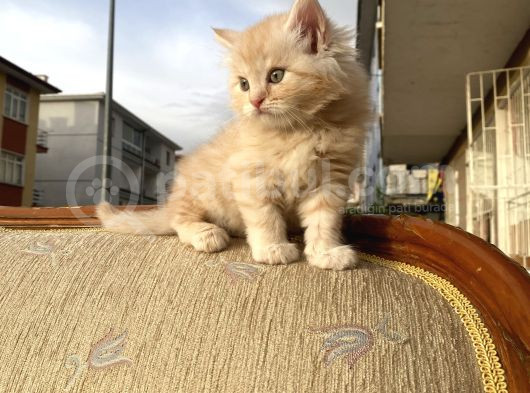 Dünyalar Tatlısı Miniğimize Yuva Arıyoruz Scottish Fold görsel