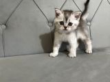 British Shorthair Ve Scotish Fold Yavrular