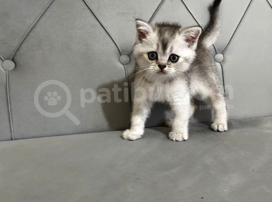 British Shorthair Ve Scotish Fold Yavrular görsel