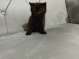 British Shorthair Ve Scotish Fold Yavrular
