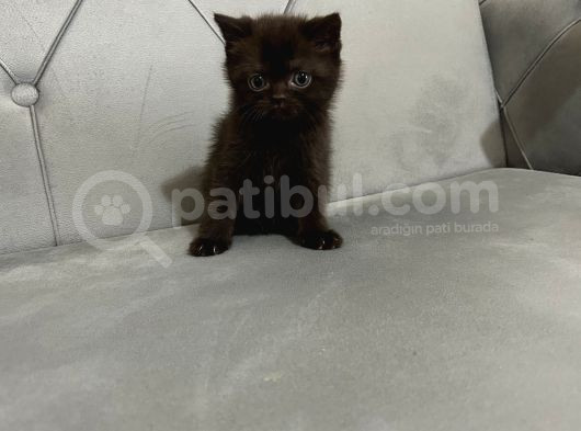 British Shorthair Ve Scotish Fold Yavrular görsel