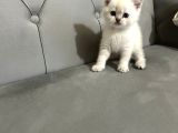 British Shorthair Ve Scotish Fold Yavrular