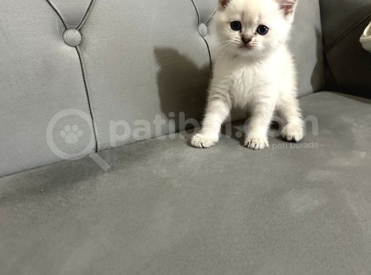 British Shorthair Ve Scotish Fold Yavrular görsel