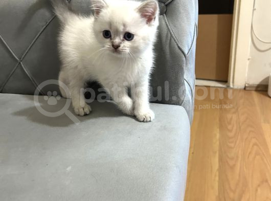 British Shorthair Ve Scotish Fold Yavrular görsel