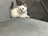 British Shorthair Ve Scotish Fold Yavrular
