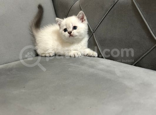 British Shorthair Ve Scotish Fold Yavrular görsel