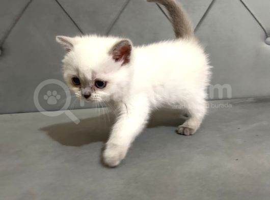 British Shorthair Ve Scotish Fold Yavrular görsel