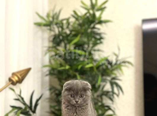Bi̇rbi̇ri̇nden Güzel Scottish Fold Yavrularim görsel