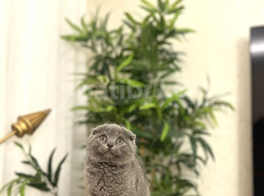 Bi̇rbi̇ri̇nden Güzel Scottish Fold Yavrularim görsel