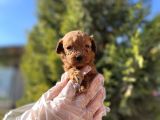 Avuç İçi Kadar Mutluluk Toy Poodle