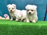 EN ÖZELİ EN GÜZELİ  EN UYGUNU MALTESE DOG