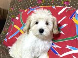 Maltipoo