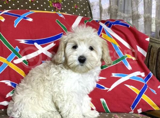 Maltipoo görsel