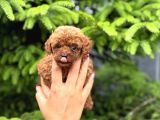 Teacup Poodle Yavrularımız